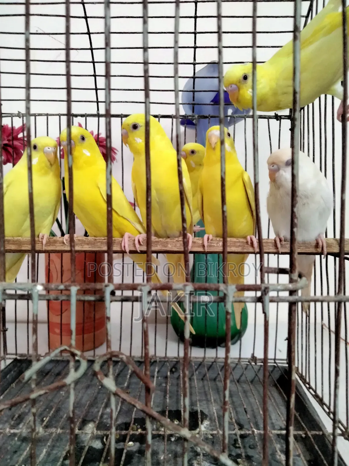 ১১ পিচ রানিং পেয়ার রেড আই লুটনো বিক্রি হবে