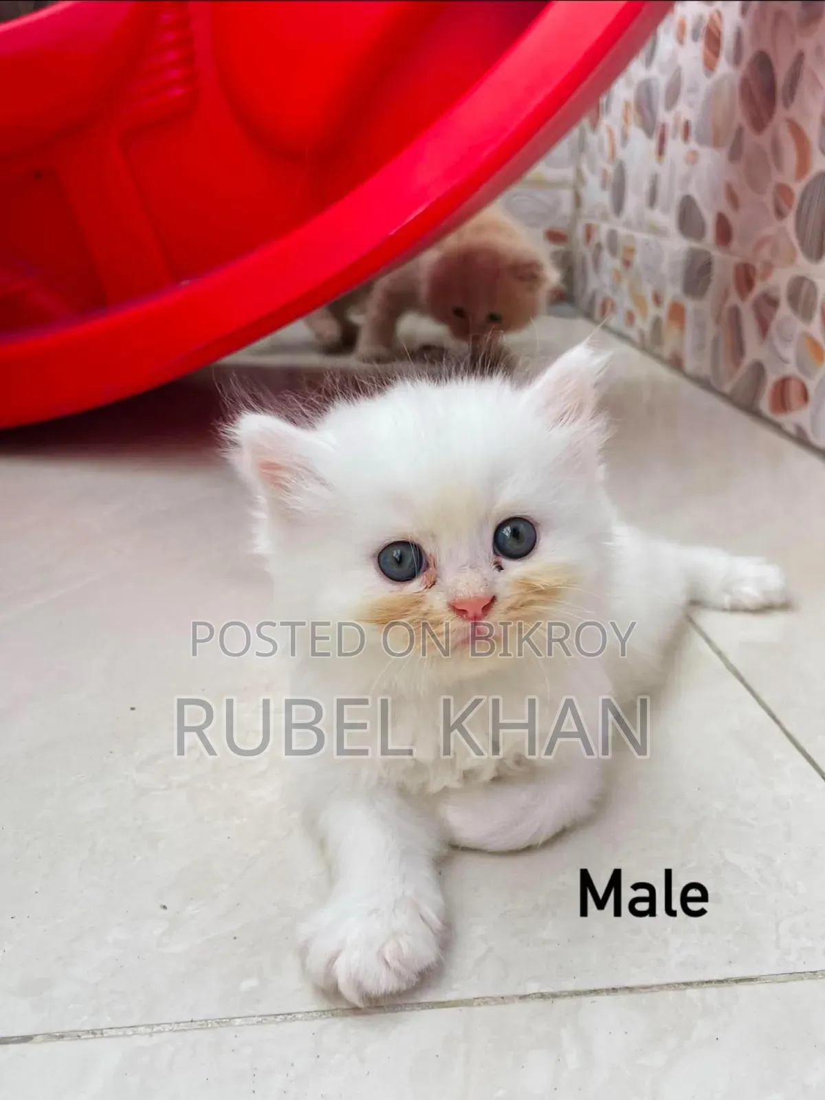 1-3 Months Male Purebred Persian