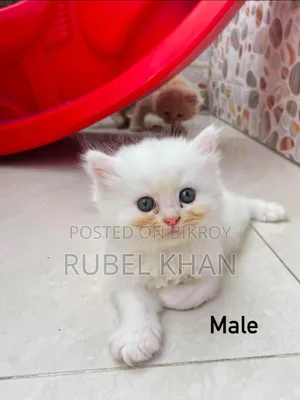 1-3 Months Male Purebred Persian
