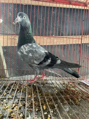 জিরা গোলা পুরুষ