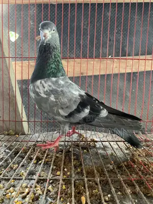 জিরা গোলা পুরুষ