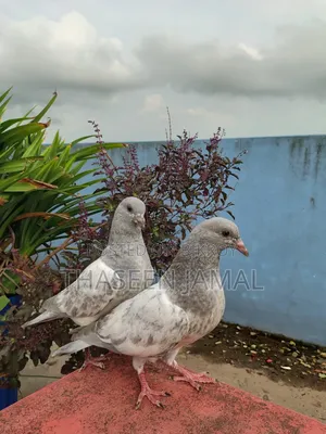 এক জোড়া হাই কোয়ালিটির খাকির বাচ্চা