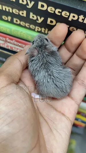 ক্যাম্পবেল ডোয়ার্ফ হ্যামস্টার ফিমেল ২ মাস