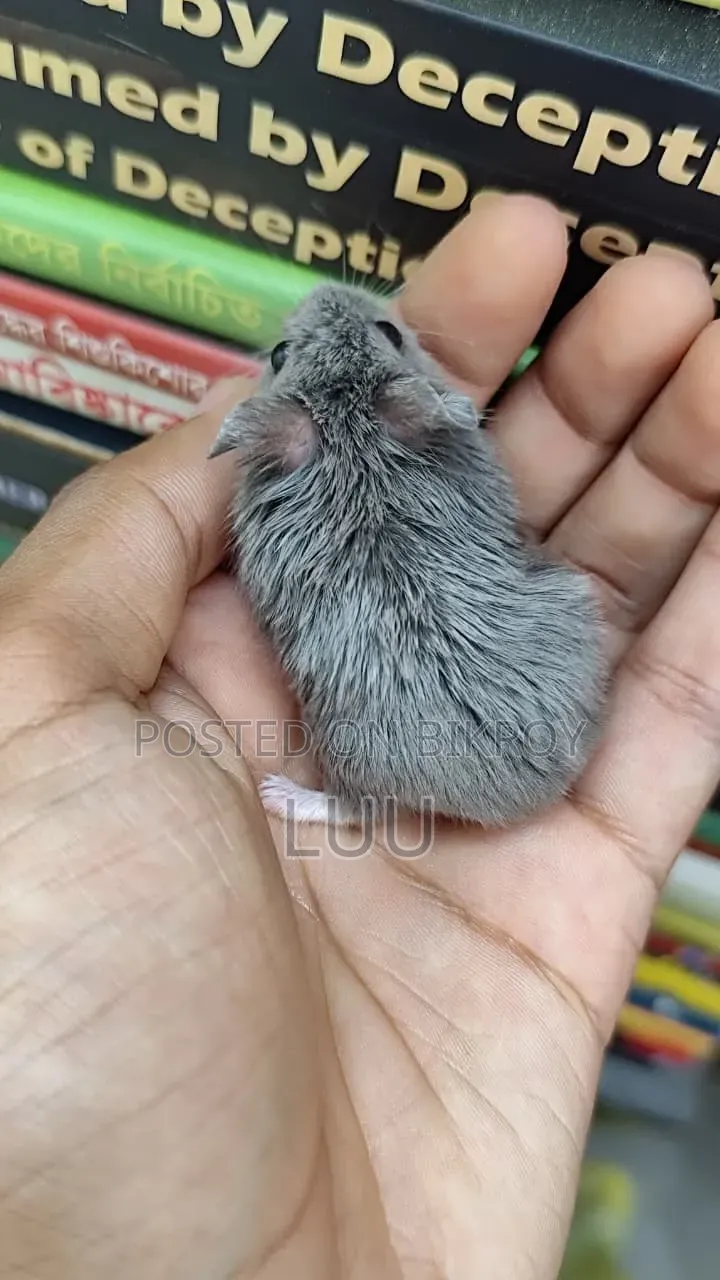 ক্যাম্পবেল ডোয়ার্ফ হ্যামস্টার ফিমেল ২ মাস