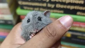 ক্যাম্পবেল ডোয়ার্ফ হ্যামস্টার ফিমেল ২ মাস