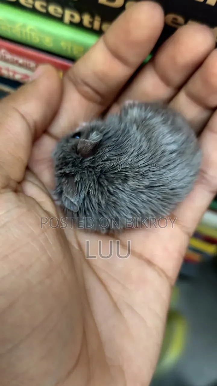 ক্যাম্পবেল ডোয়ার্ফ হ্যামস্টার ফিমেল ২ মাস