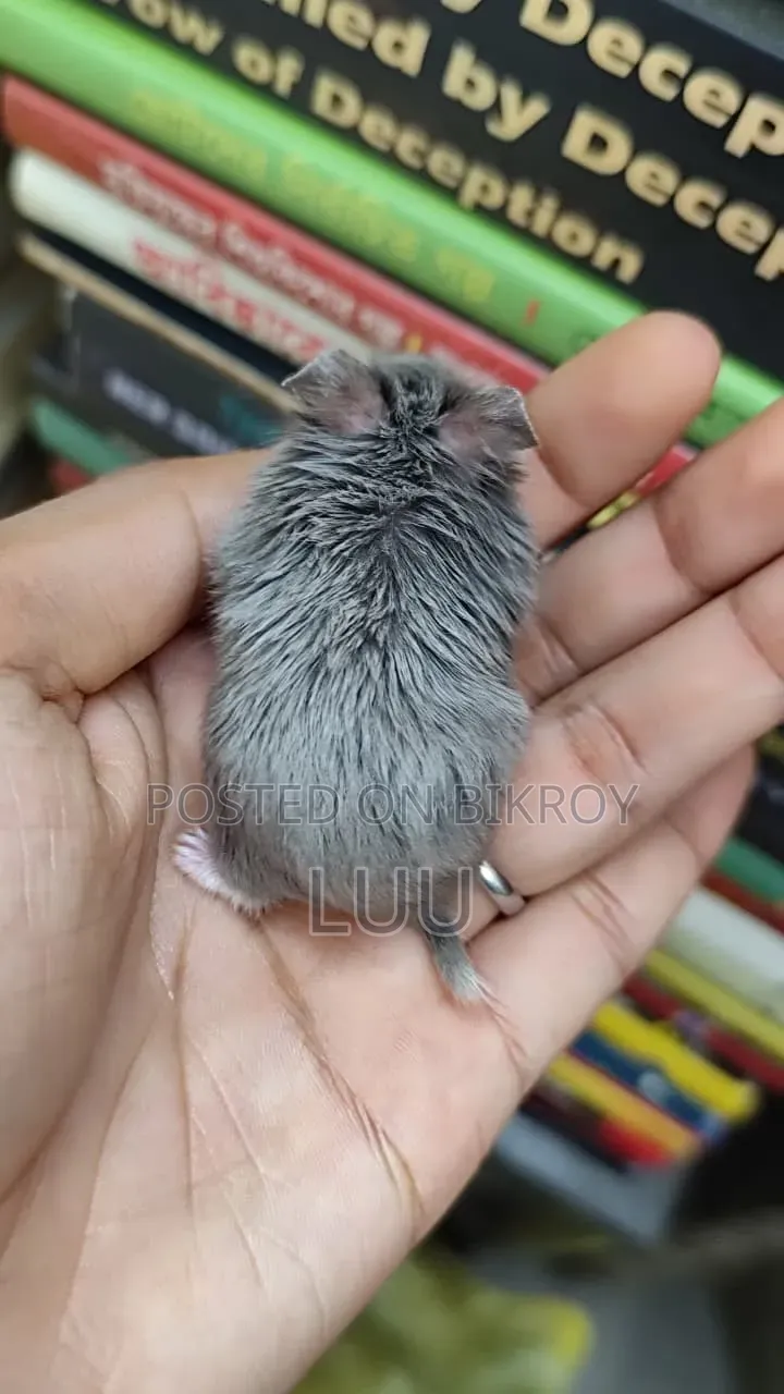 ক্যাম্পবেল ডোয়ার্ফ হ্যামস্টার ফিমেল ২ মাস