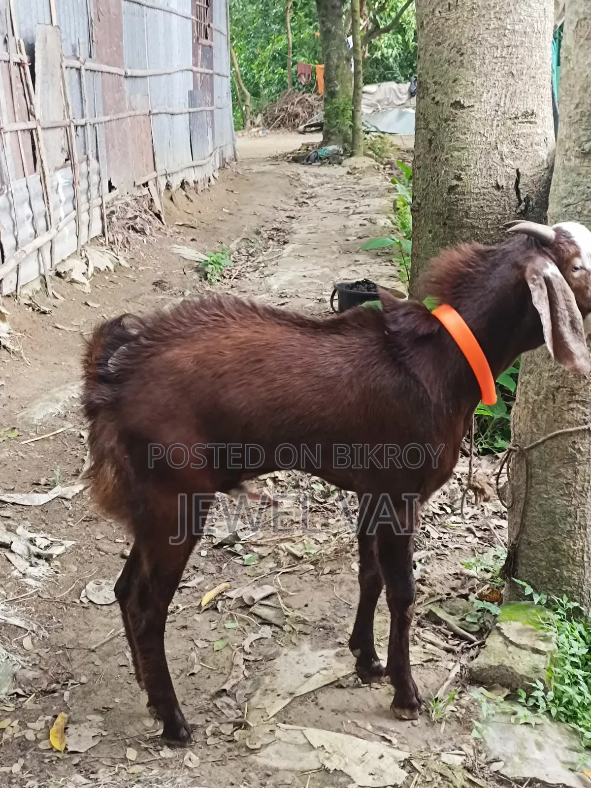 পাঠা ছাগল বিক্রি করা হবে