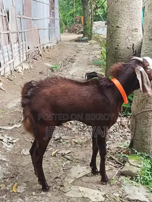 পাঠা ছাগল বিক্রি করা হবে