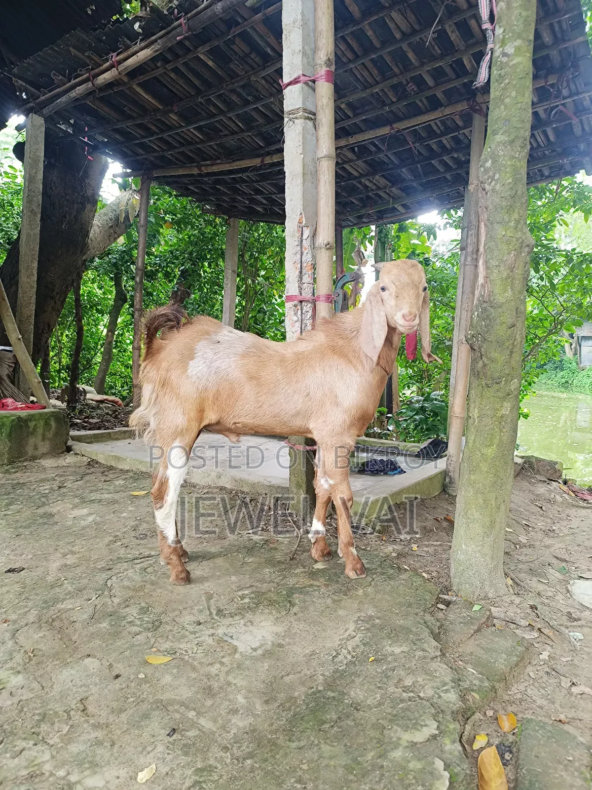 পাঠা ছাগল বিক্রি করা হবে