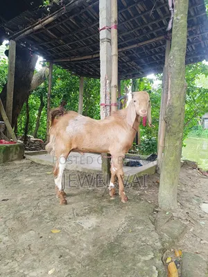 পাঠা ছাগল বিক্রি করা হবে