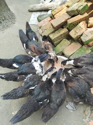 Healthy China Ducks Available