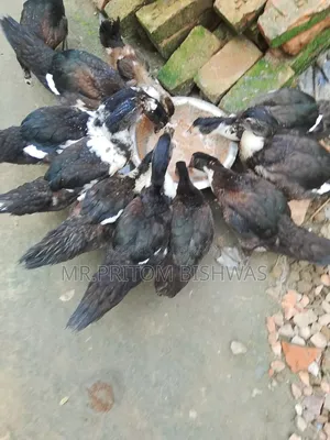 Healthy China Ducks Available