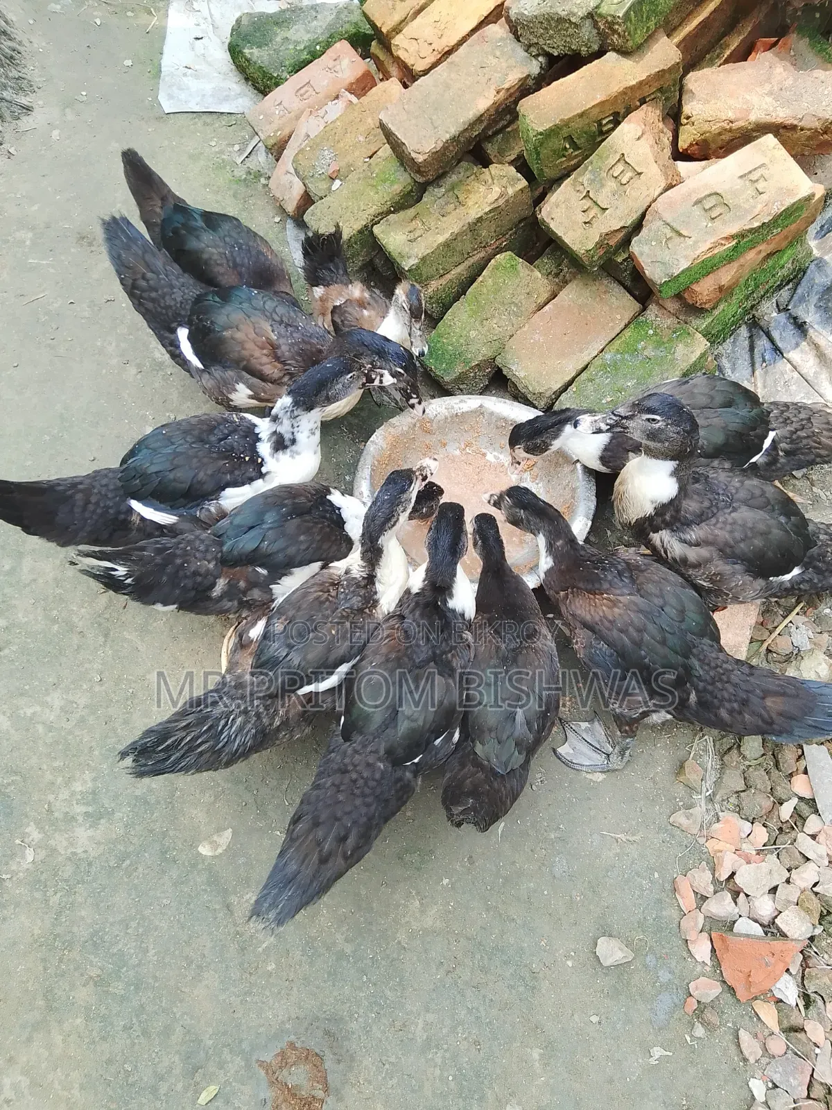 Healthy China Ducks Available