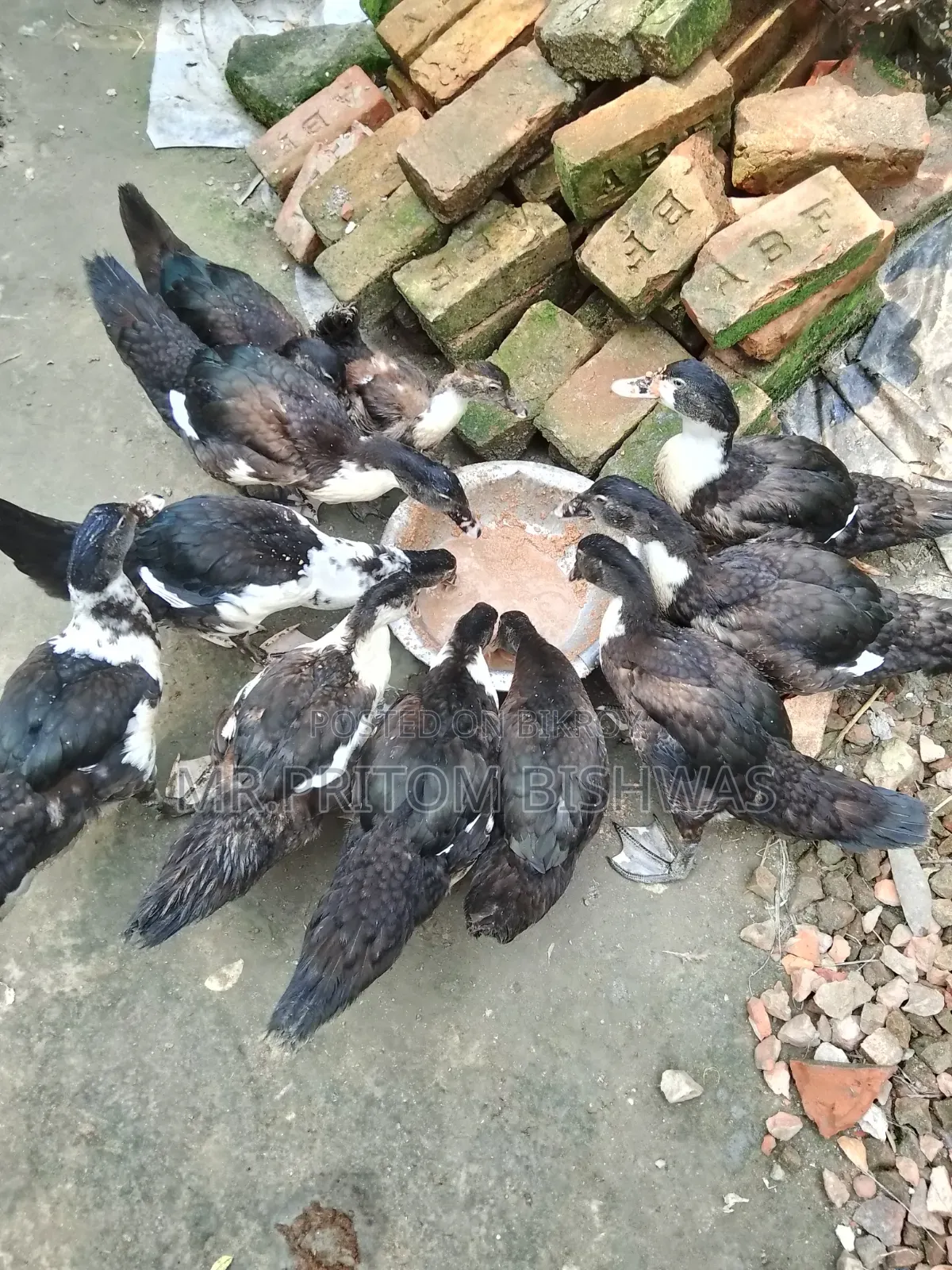 Healthy China Ducks Available