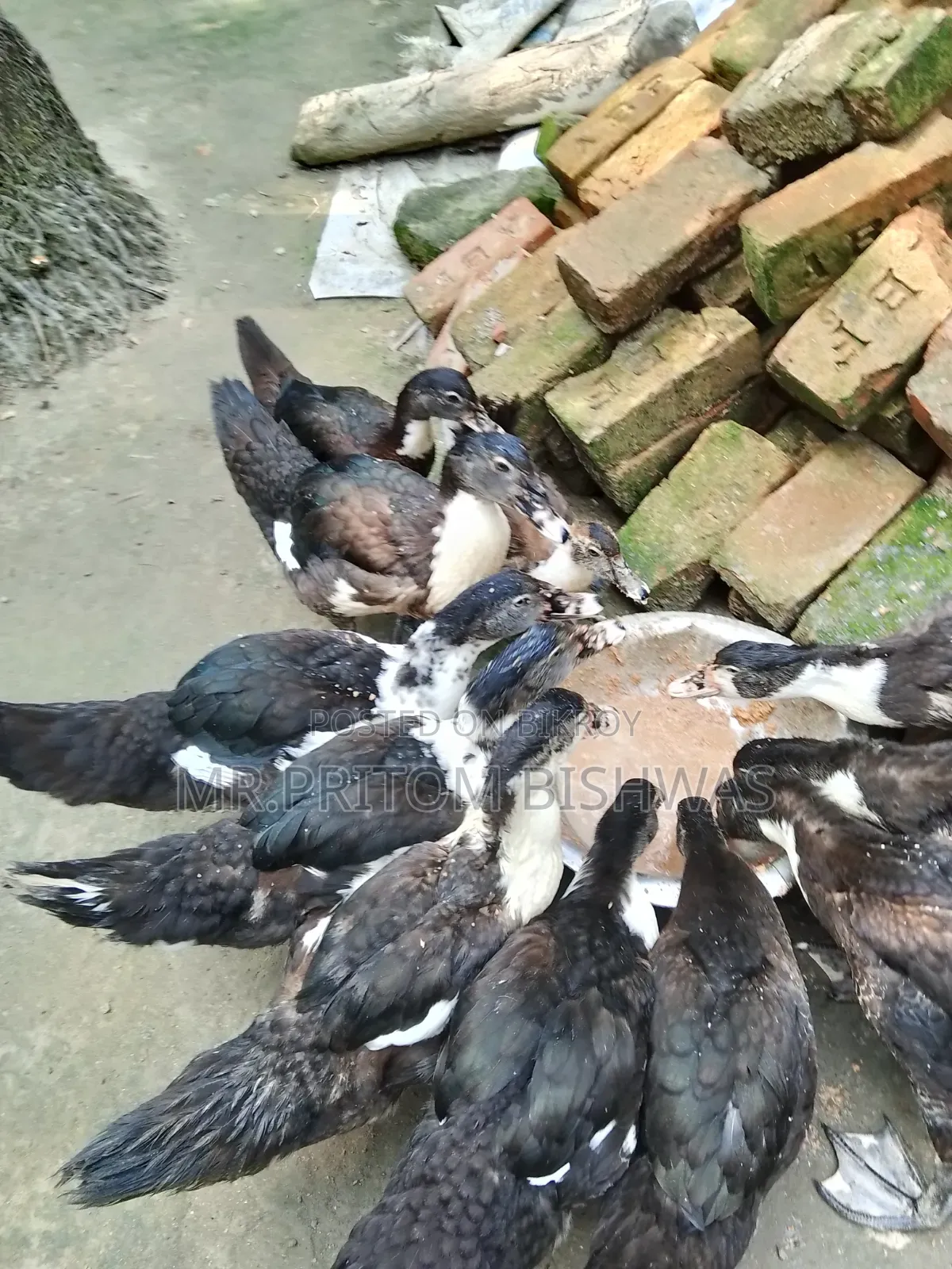 Healthy China Ducks Available