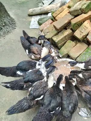 Healthy China Ducks Available