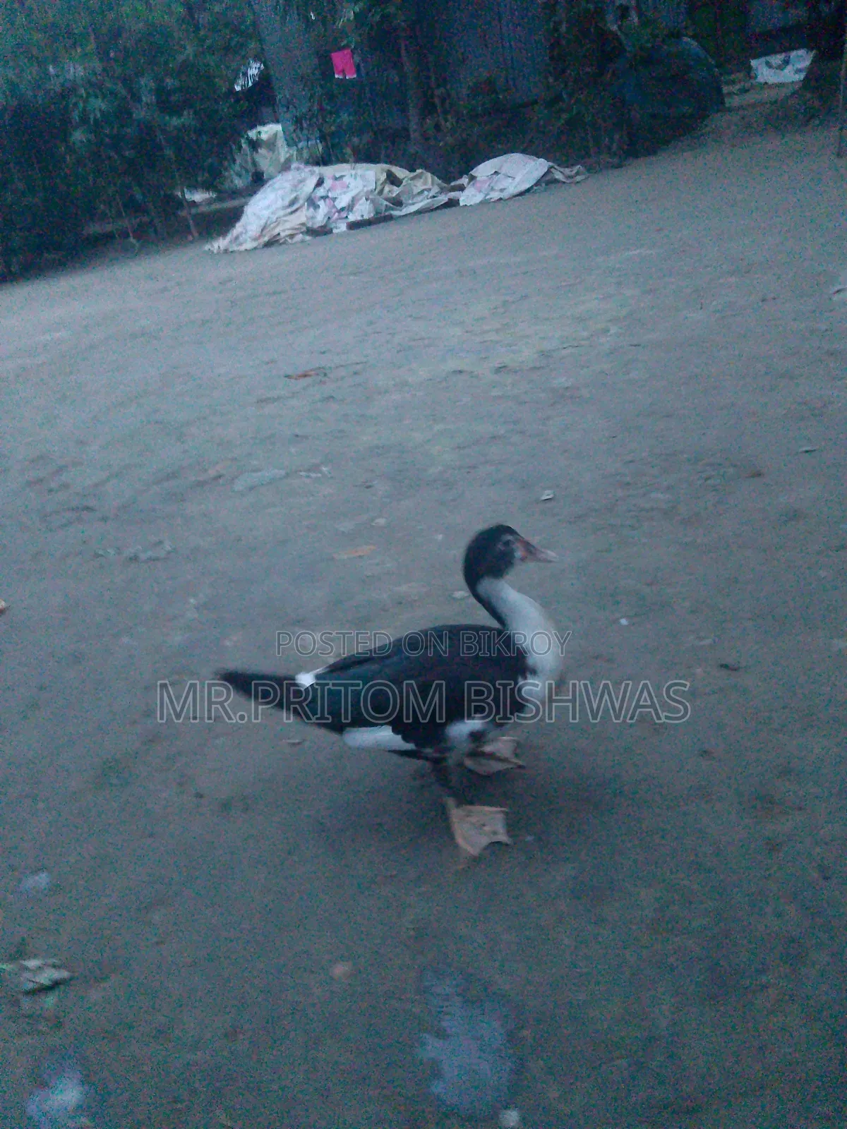 Healthy China Ducks Available