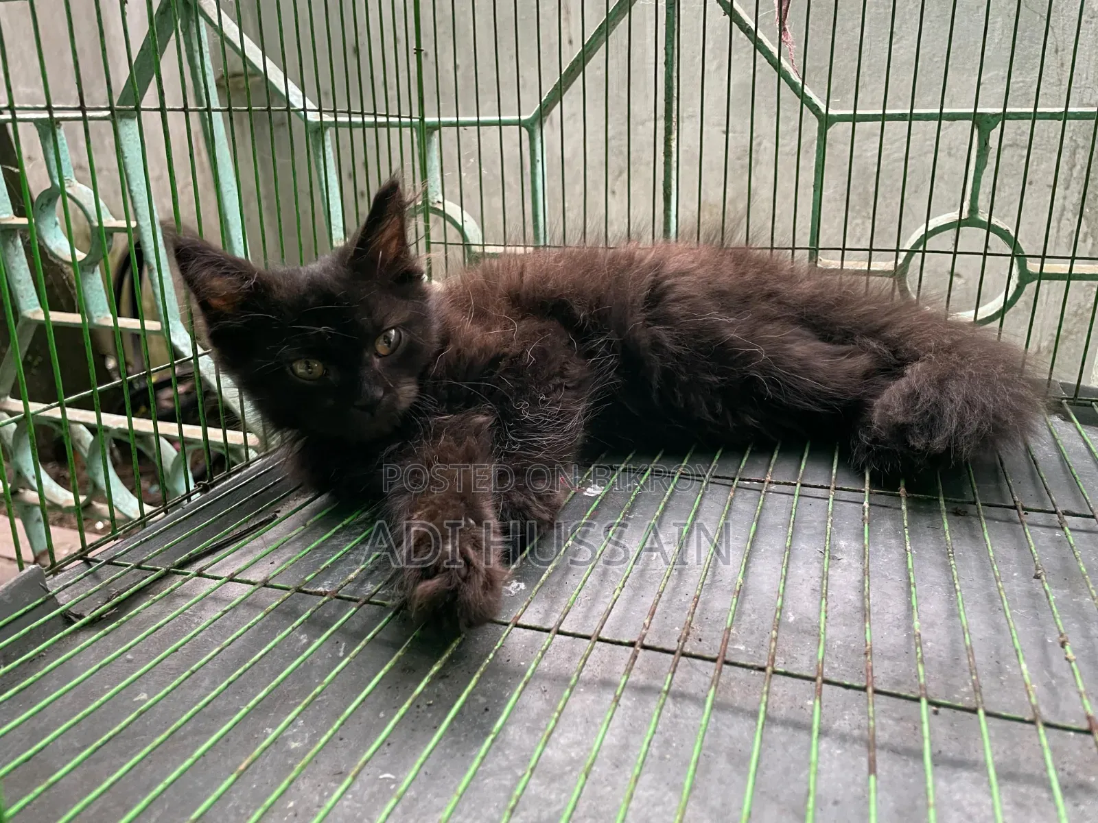 1-3 Months Male Purebred Persian