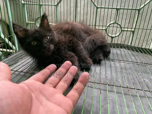 1-3 Months Male Purebred Persian