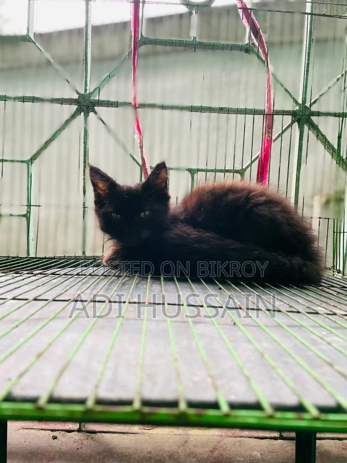 1-3 Months Male Purebred Persian
