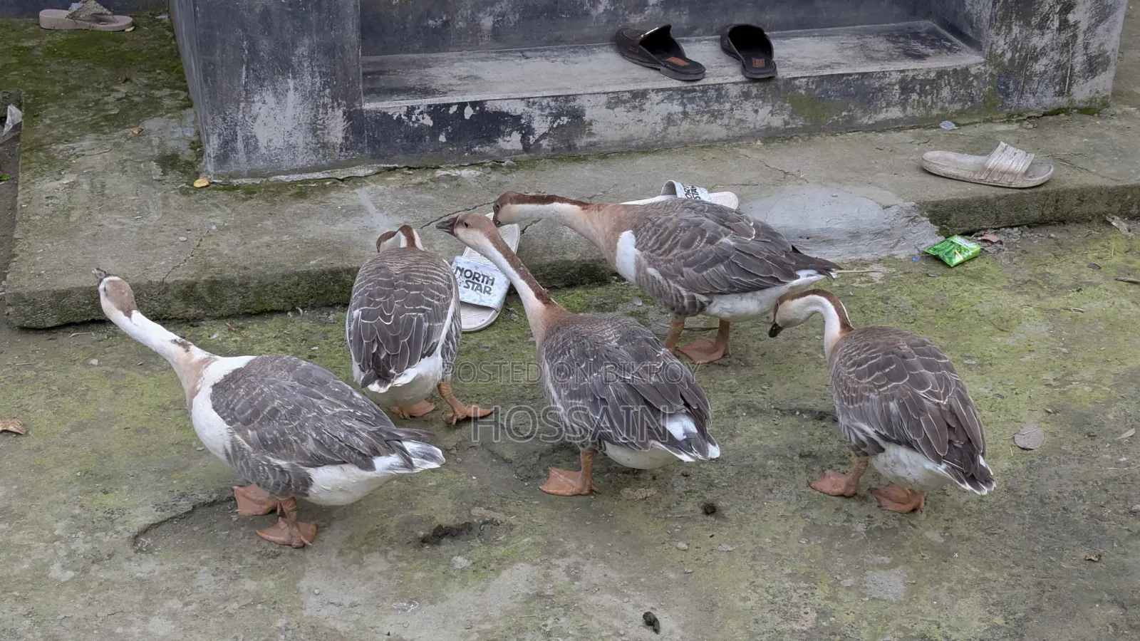 রাজহাঁস বিক্রয়