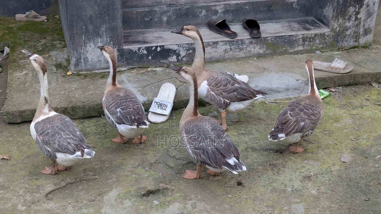 রাজহাঁস বিক্রয়