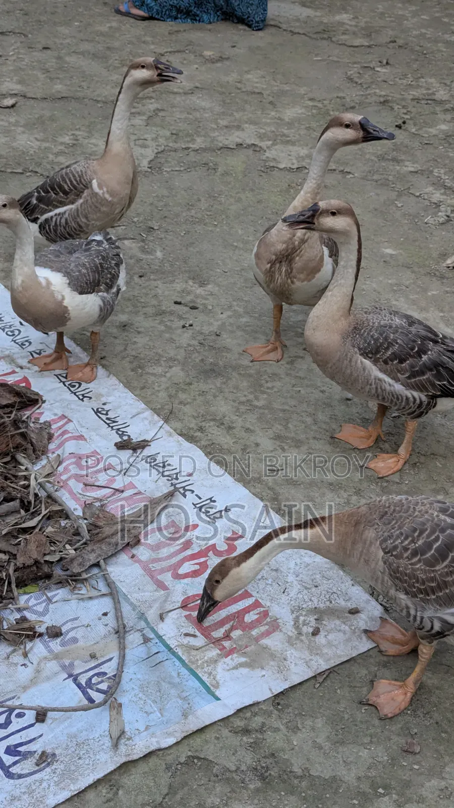 রাজহাঁস বিক্রয়