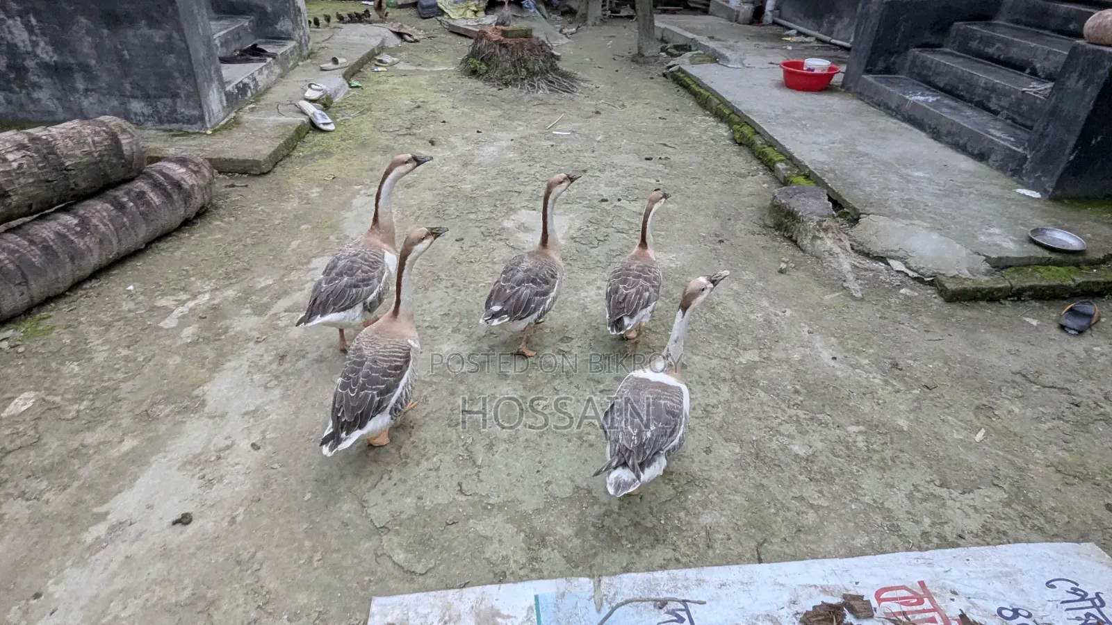রাজহাঁস বিক্রয়
