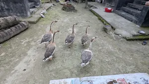 রাজহাঁস বিক্রয়