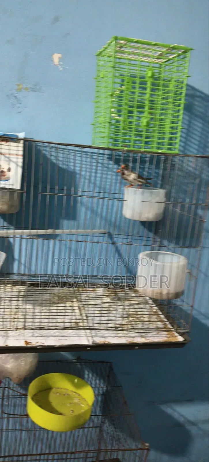 Zebra Finch