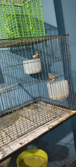 Zebra Finch