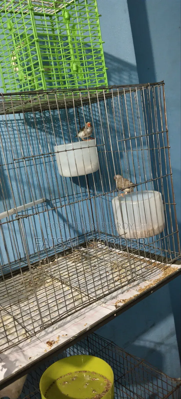Zebra Finch
