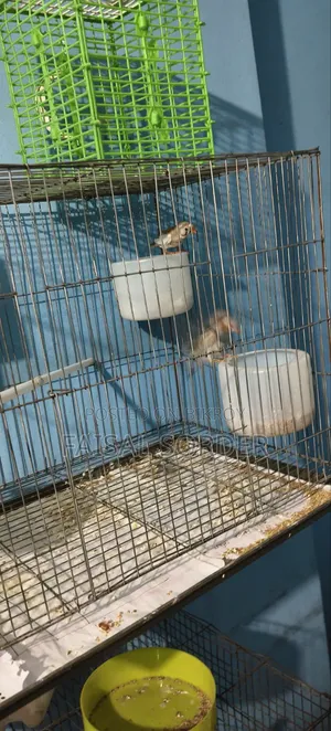 Zebra Finch