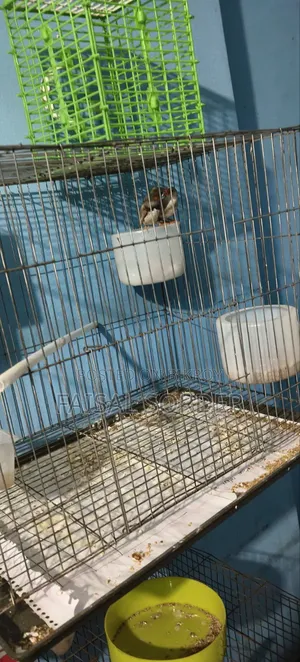 Zebra Finch