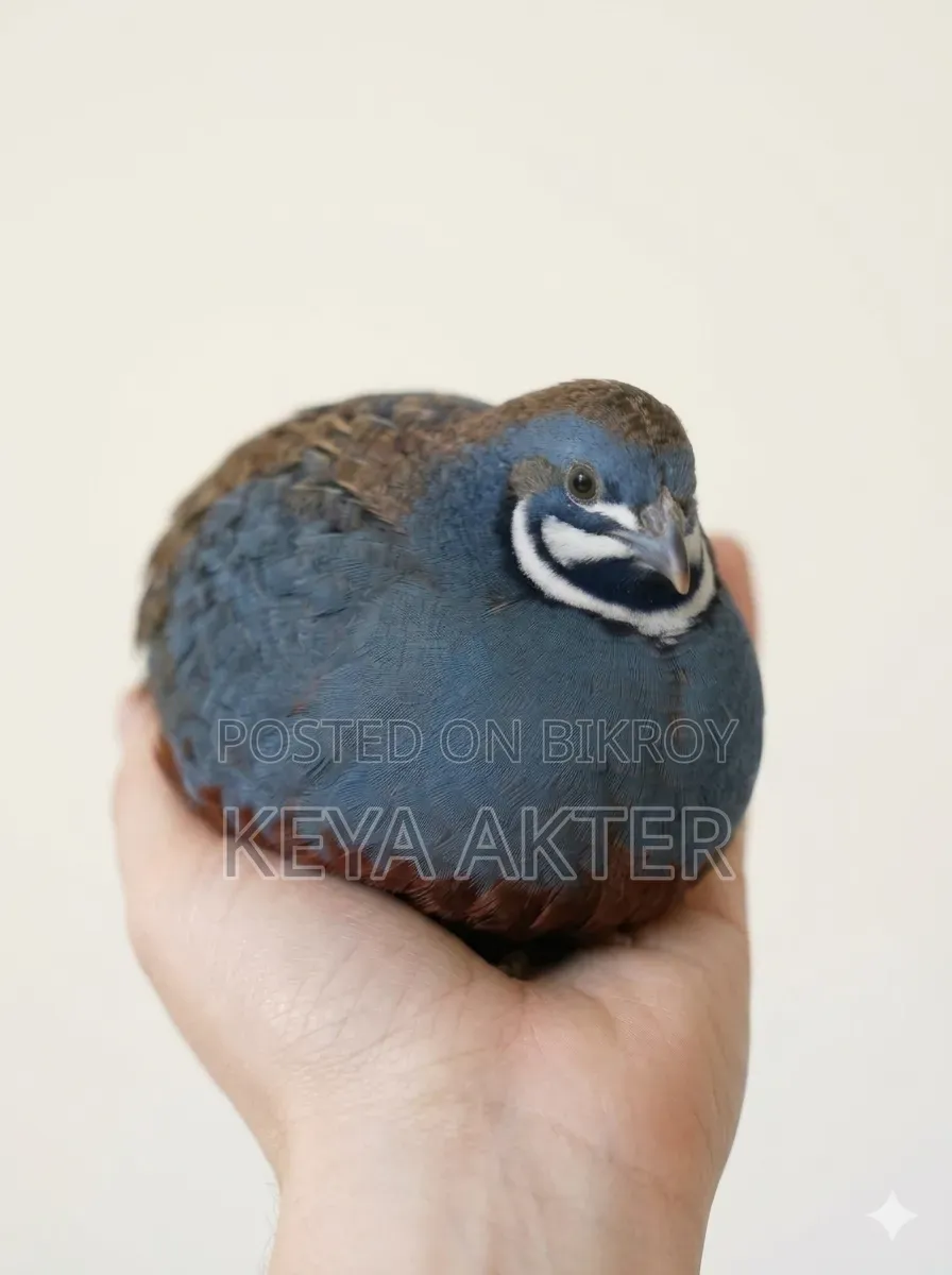 Blue King Bird (Exotic Quails Are Not Farm Animals)
