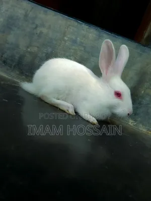 খরগোশ ৩ টা বাচ্চা বড় এক জোড়া বিক্রি হবে