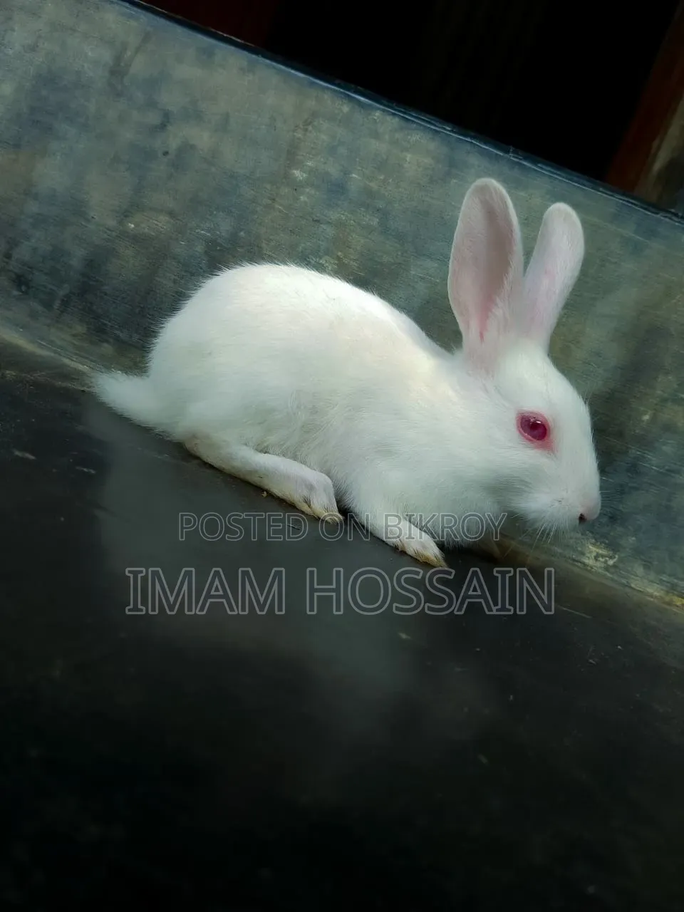 খরগোশ ৩ টা বাচ্চা বড় এক জোড়া বিক্রি হবে