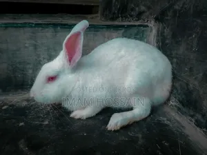 খরগোশ ৩ টা বাচ্চা বড় এক জোড়া বিক্রি হবে