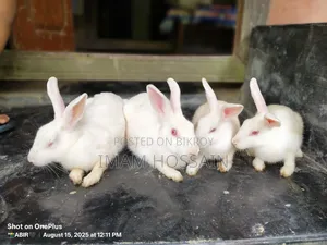 খরগোশ ৩ টা বাচ্চা বড় এক জোড়া বিক্রি হবে
