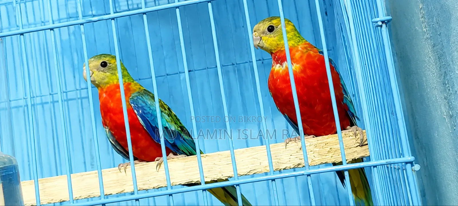 Turquoise Red Opaline Age 5 Months Male Female Confirmed