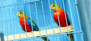 Turquoise Red Opaline Age 5 Months Male Female Confirmed