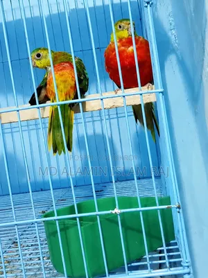 Turquoise Red Opaline Age 5 Months Male Female Confirmed