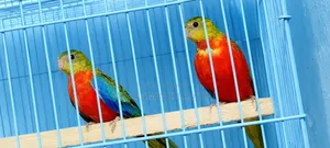 Turquoise Red Opaline Age 5 Months Male Female Confirmed