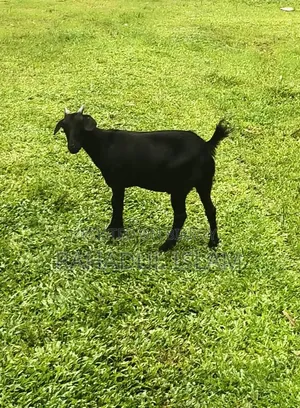 ঘরে পালিত দেশী ছাগল বিক্রি