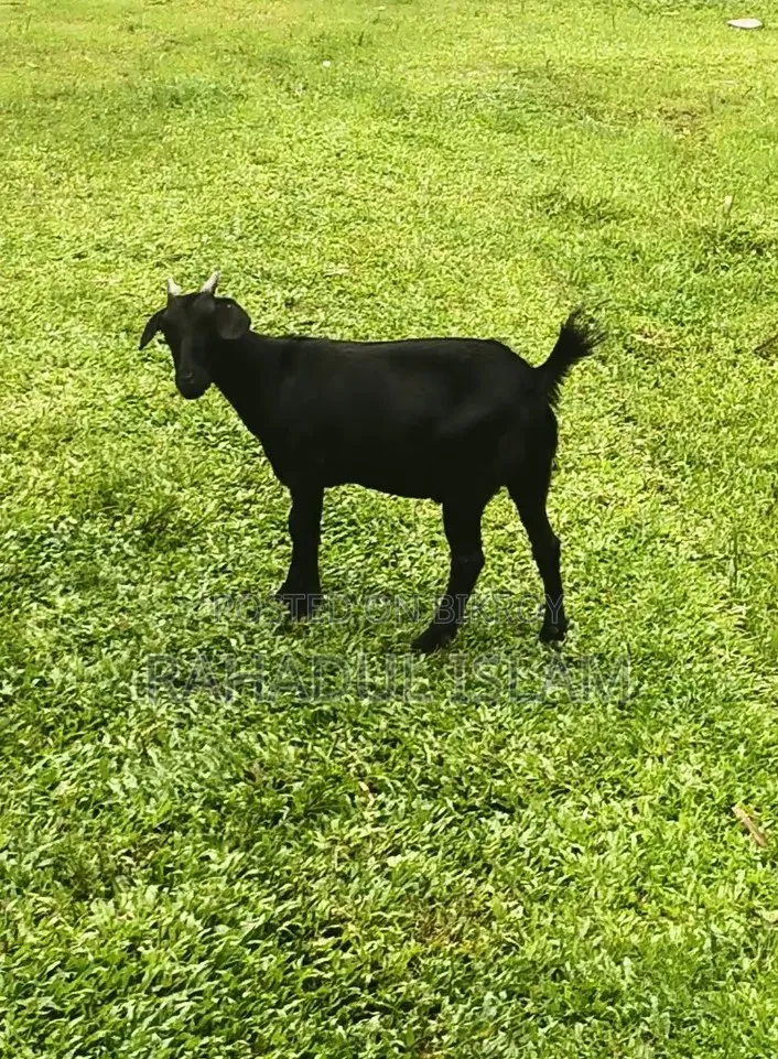 ঘরে পালিত দেশী ছাগল বিক্রি