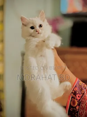 1-3 Months Male Purebred Persian