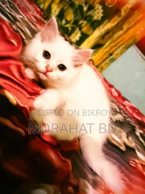 1-3 Months Male Purebred Persian