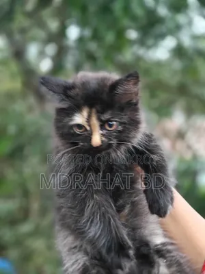 1-3 Months Male Purebred Persian