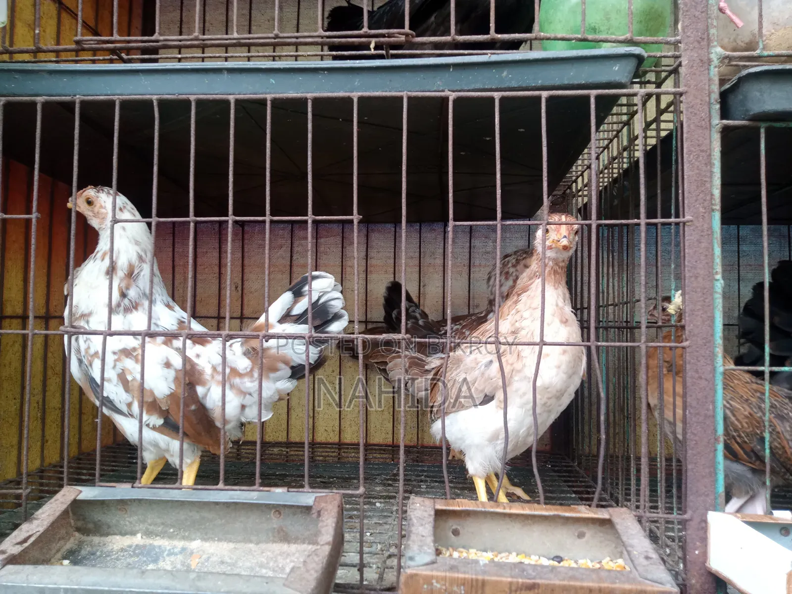 Desi Chicken